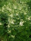 Filipendula ulmaria