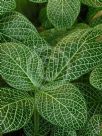 Fittonia albivenis Argyroneura Group