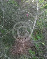 Foeniculum vulgare Purpureum