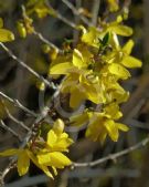 Forsythia intermedia Lynwood Variety