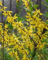 Forsythia suspensa