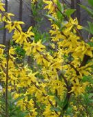 Forsythia suspensa