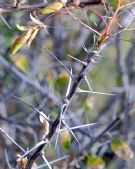 Fouquieria macdougalii