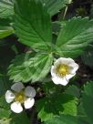 Fragaria vesca