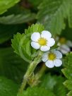 Fragaria vesca