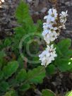 Francoa ramosa