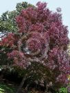 Fraxinus angustifolia Raywood