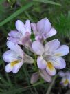 Freesia refracta