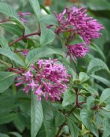 Fuchsia arborescens