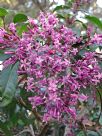 Fuchsia arborescens