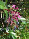 Fuchsia arborescens