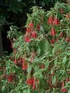 Fuchsia boliviana