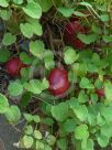 Fuchsia procumbens