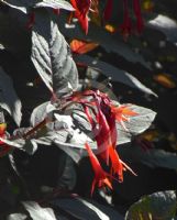 Fuchsia Gartenmeister Bonstedt