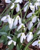 Galanthus nivalis