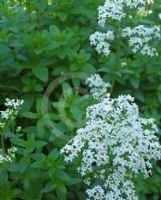 Galium odoratum