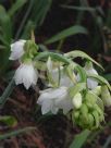 Ornithogalum candicans