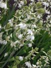 Ornithogalum candicans