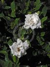 Gardenia jasminoides