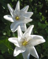 Gardenia thunbergia