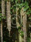 Garrya elliptica