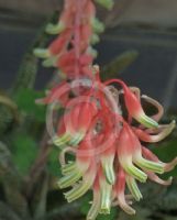 Gasteria carinata verrucosa