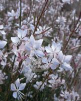 Gaura lindheimeri