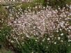 Gaura lindheimeri