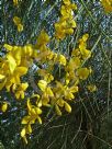 Genista aetnensis