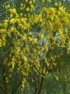 Genista aetnensis