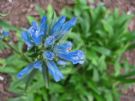 Gentiana trichotoma