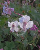 Geranium cantabrigiense Biokovo