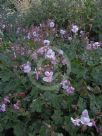 Geranium cantabrigiense Biokovo