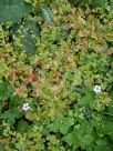 Geranium lucidum