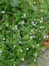 Geranium nodosum