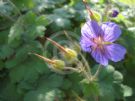 Geranium platypetalum