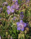 Geranium pratense