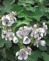 Geranium renardii