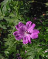 Geranium sanguineum