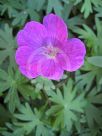 Geranium sanguineum