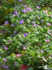 Geranium sanguineum