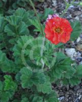 Geum