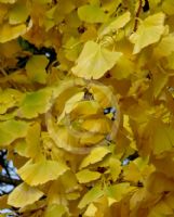 Ginkgo biloba