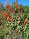 Gladiolus dalenii