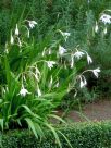 Gladiolus murielae