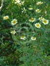 Glebionis coronaria