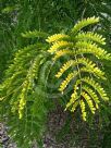 Gleditsia triacanthos inermis Sunburst