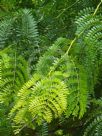 Gleditsia triacanthos inermis Sunburst