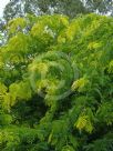 Gleditsia triacanthos inermis Sunburst