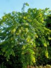 Gleditsia triacanthos inermis Sunburst